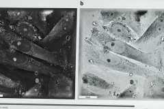 WhatsApp-Image-2026-02-10-at-12.53.50