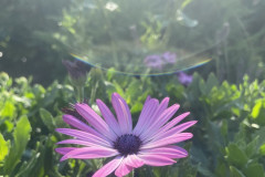6_2